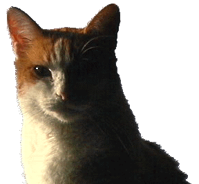 Thats my cat.
